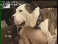 BFI Zoophilia DVD - White dog xxx fucks a sexy teen